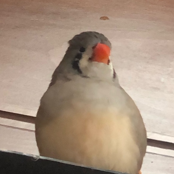 Meet your Posher, Phia - Picture 1 of 2